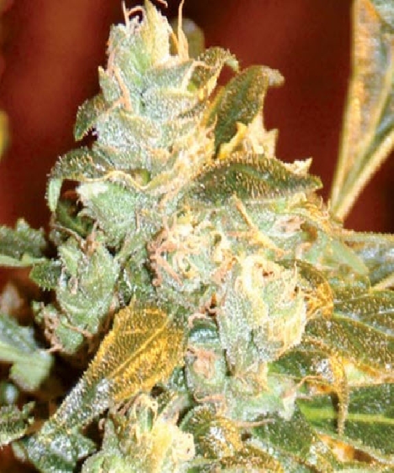 Kush Fromage Cannabis Seeds