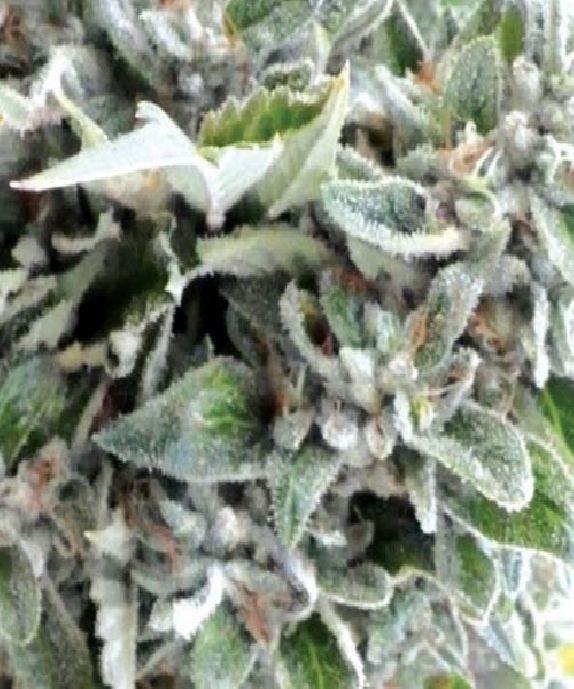 OG Kush Cannabis Seeds