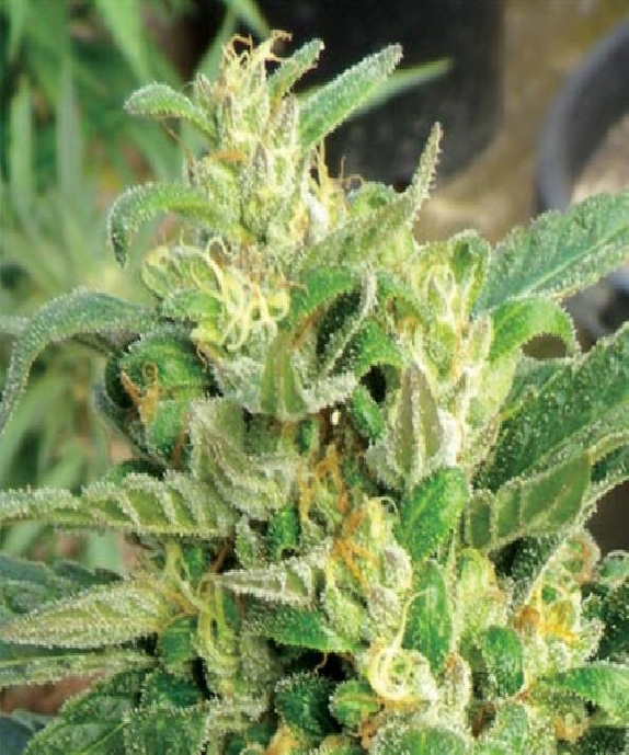 Scrog Cannabis Seeds
