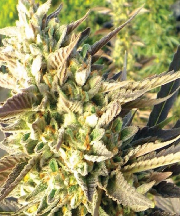 Trainwreck Cannabis Seeds