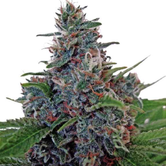 Auto Blue Amnesia Cannabis Seeds