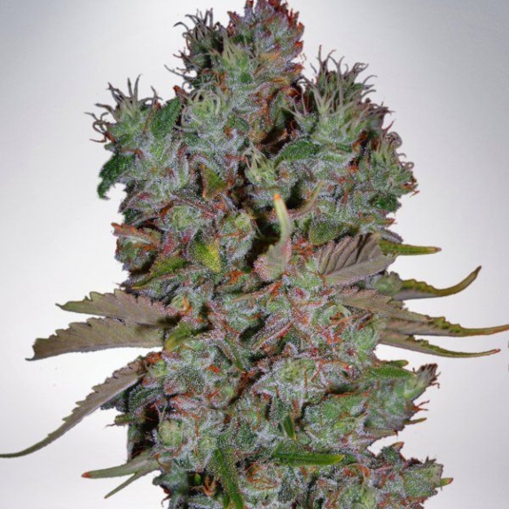 Auto Blueberry Domina Cannabis Seeds