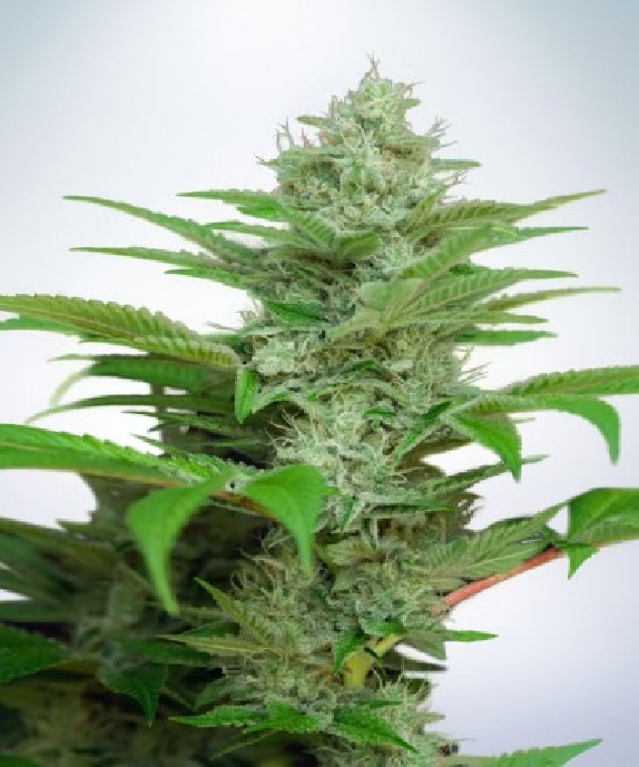 Auto CBD Star Cannabis Seeds