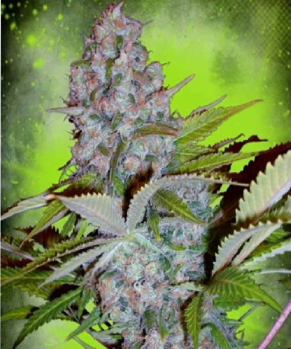 Auto Cheese NL Cannabis Seeds