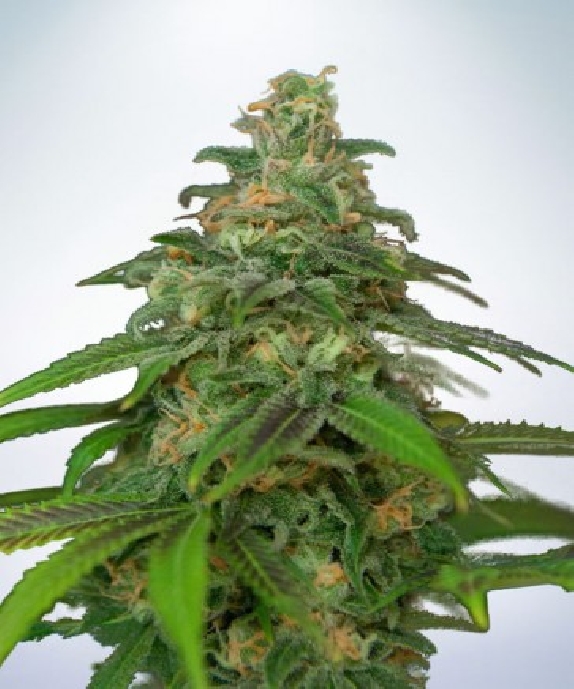 Auto Mandarin Haze Cannabis Seeds