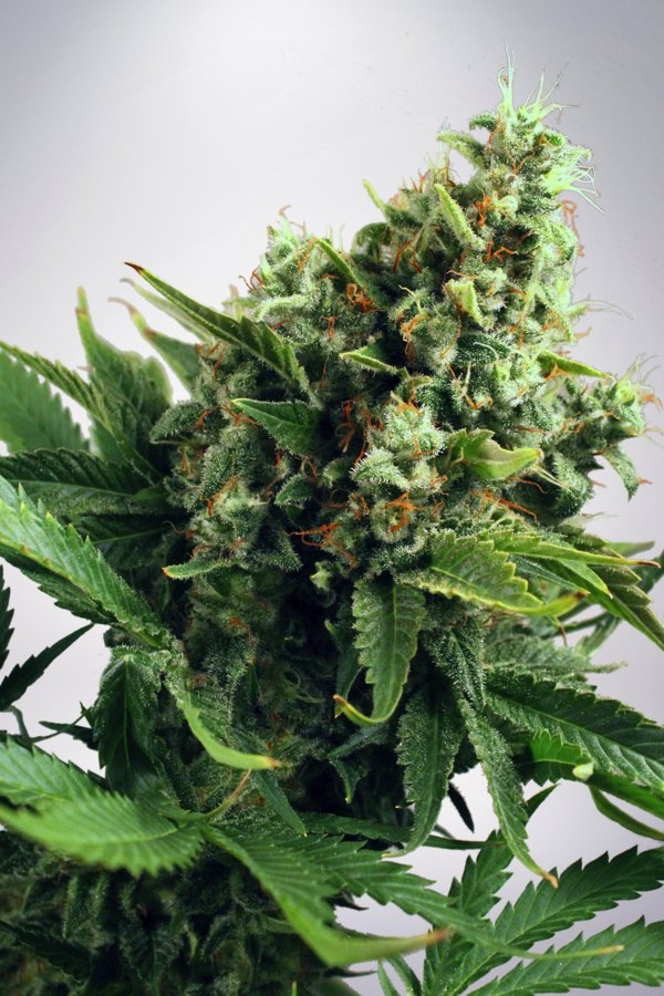 Auto White Widow Cannabis Seeds