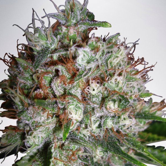Big Bud XXL Feminised Cannabis Seeds