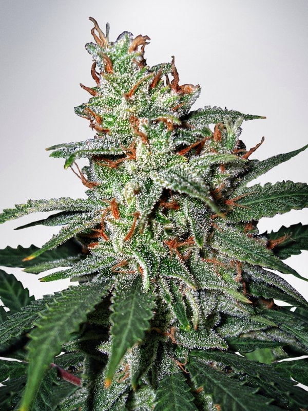 Carnival Feminised Cannabis Seeds