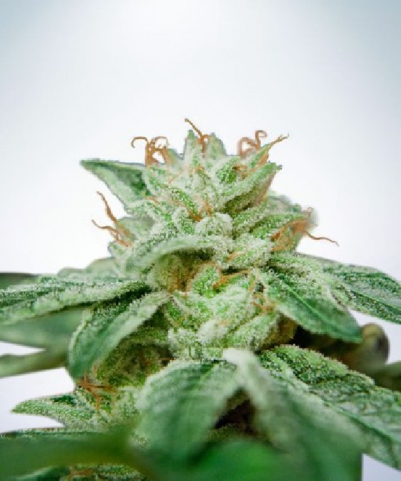 CBD Star Feminised Cannabis Seeds