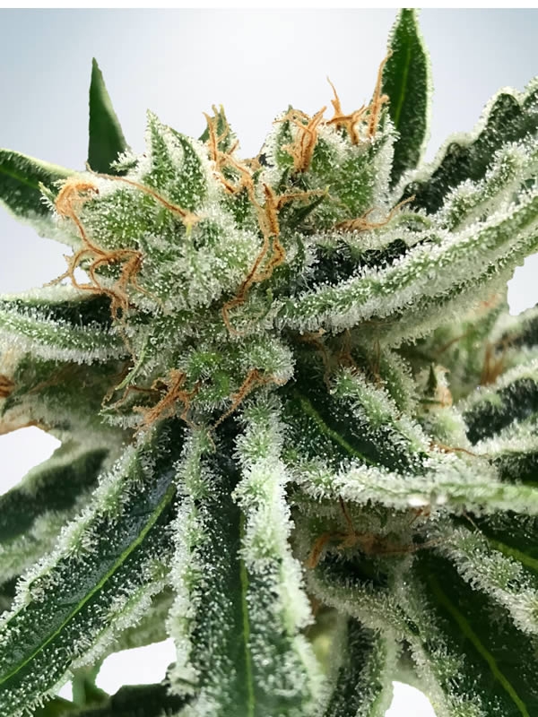 Mandarin Haze Feminised Cannabis Seeds