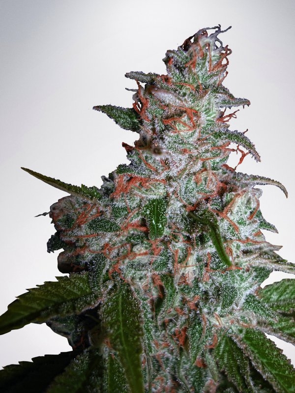 Northern Lights MOC Feminised Cannabis Seeds