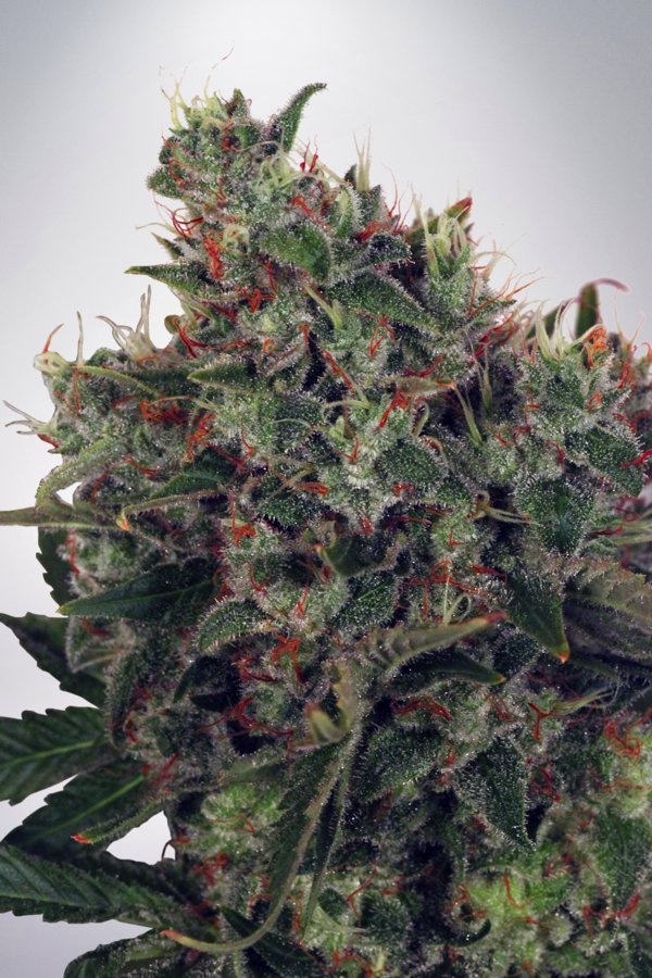 Ultra White Amnesia Feminised Cannabis Seeds