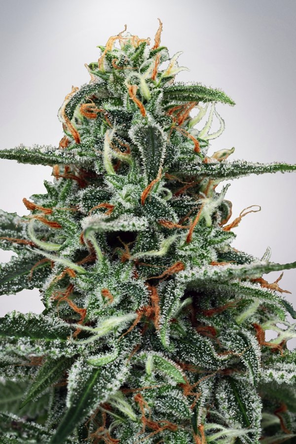 White Widow Feminised Cannabis Seeds