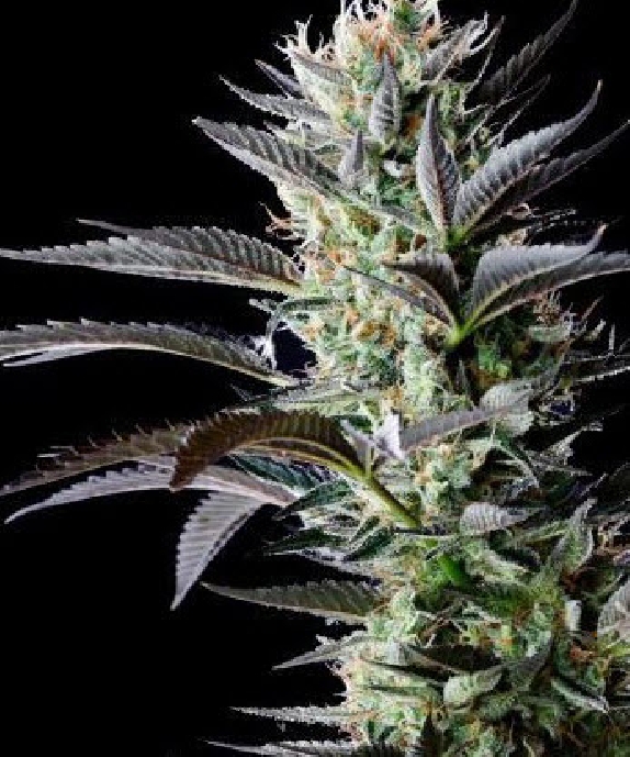 Afghan Skunk Cannabis Seeds