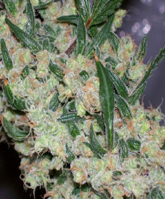 ASH Cannabis Seeds