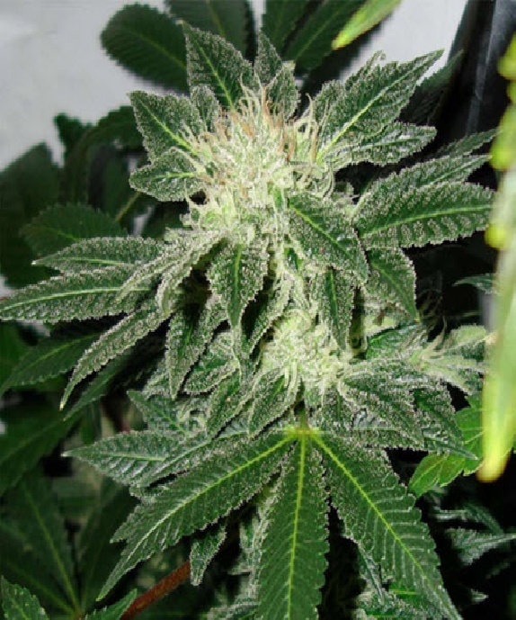 Black Widow Cannabis Seeds