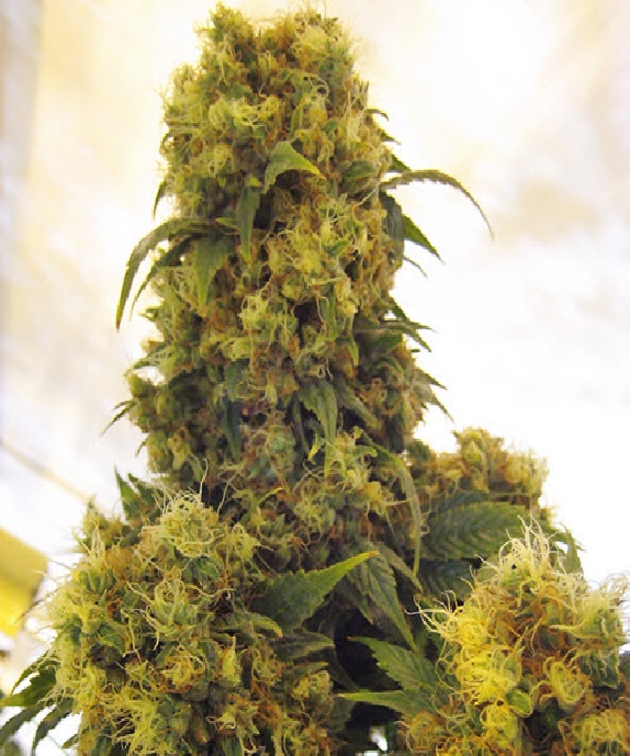 Critical Skunk Cannabis Seeds