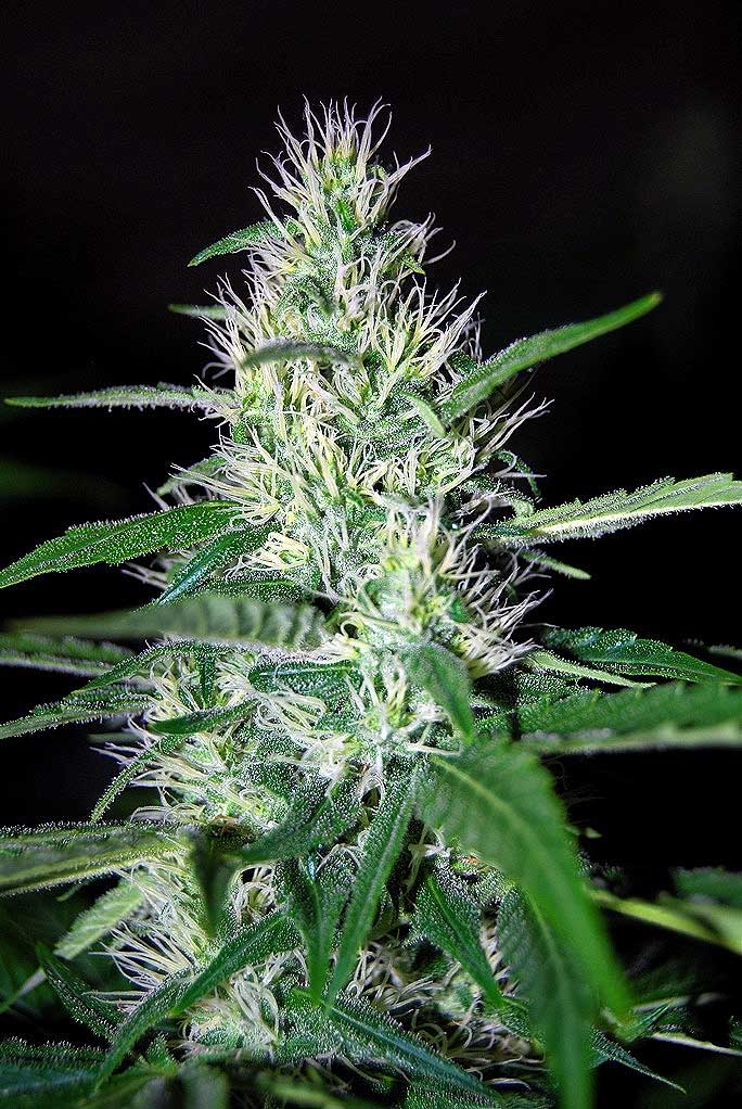 Critical Widow Cannabis Seeds