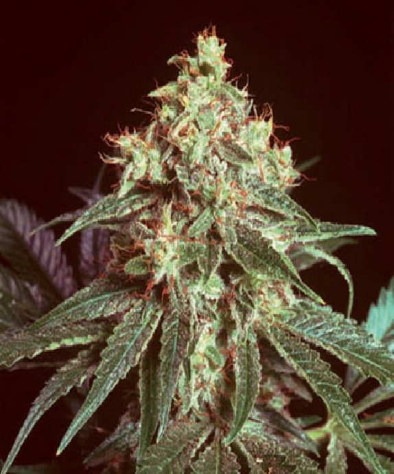 Devil Cannabis Seeds