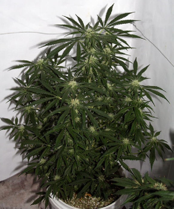 Early Skunk x Haze Cannabis Seeds