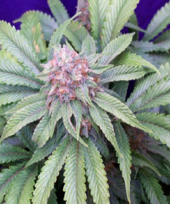 G13 Widow Cannabis Seeds