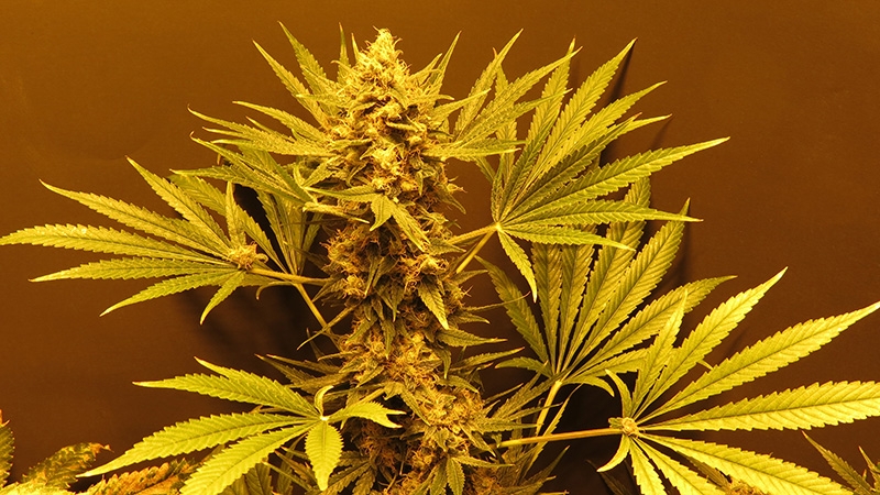 G13 x Haze Cannabis Seeds