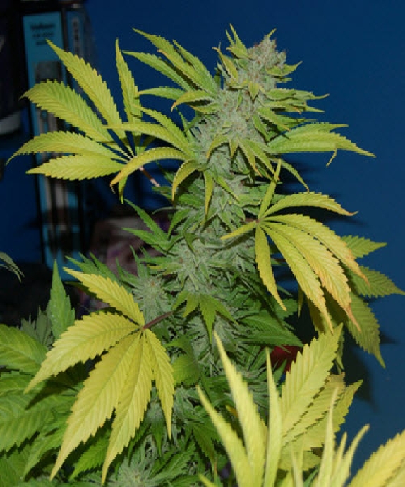 G13 x Skunk Cannabis Seeds