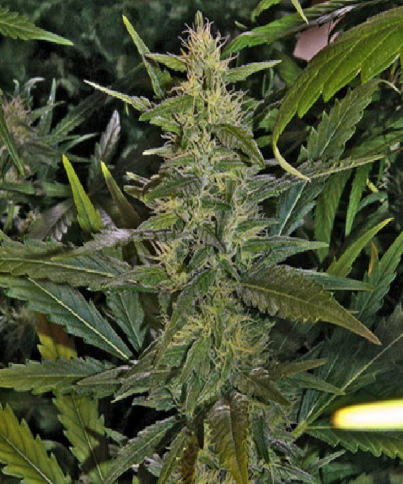 La Nina Cannabis Seeds