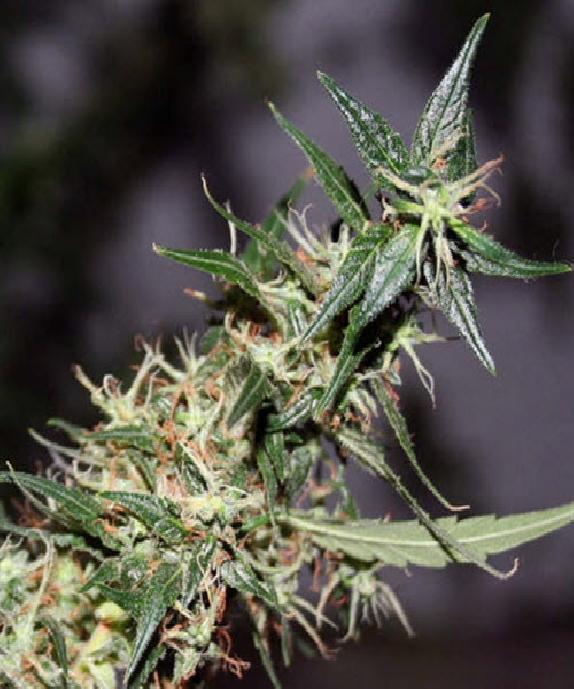 Mango Haze Cannabis Seeds