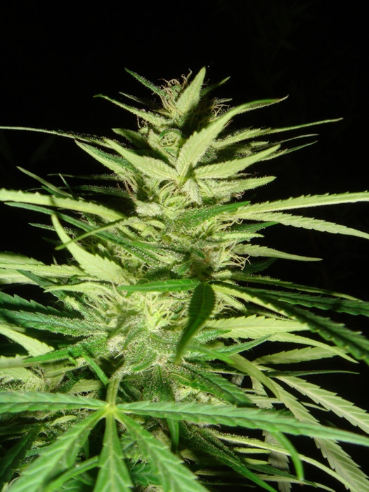 Masterkush Skunk x Afghan Haze Cannabis Seeds
