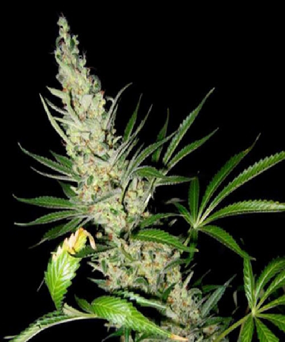 Masterkush x Skunk Cannabis Seeds