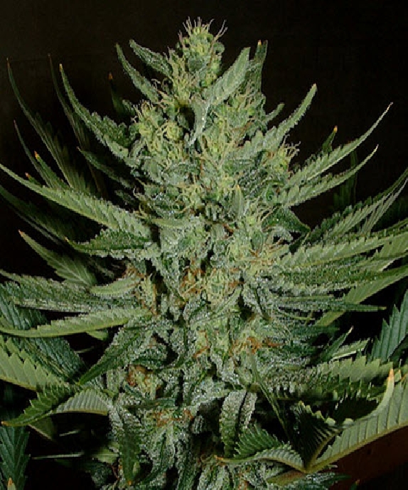 Medicine Man Cannabis Seeds