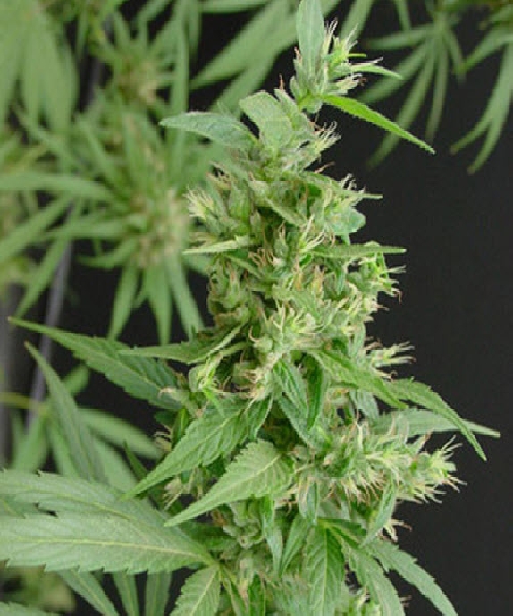 Neville's Haze Cannabis Seeds