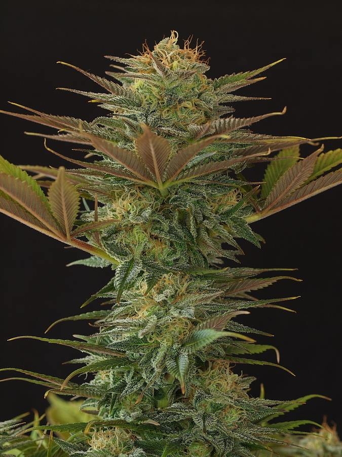 NL5 x Afghan Cannabis Seeds