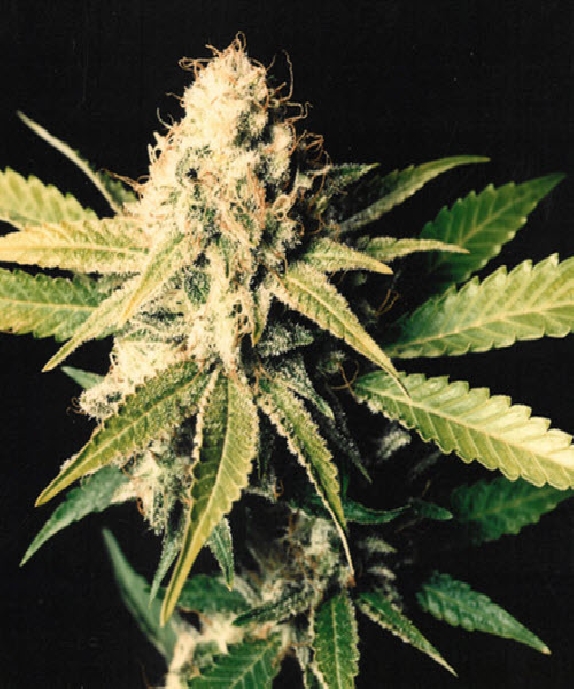 Shark Shock Cannabis Seeds