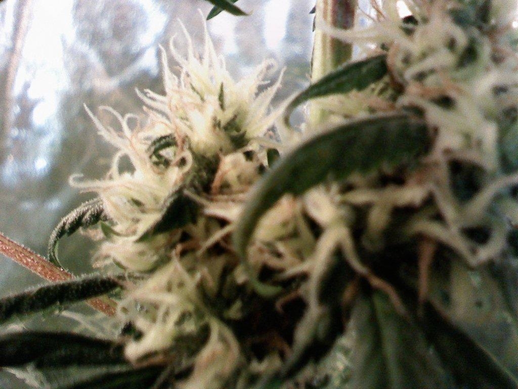 Skunk Haze Cannabis Seeds