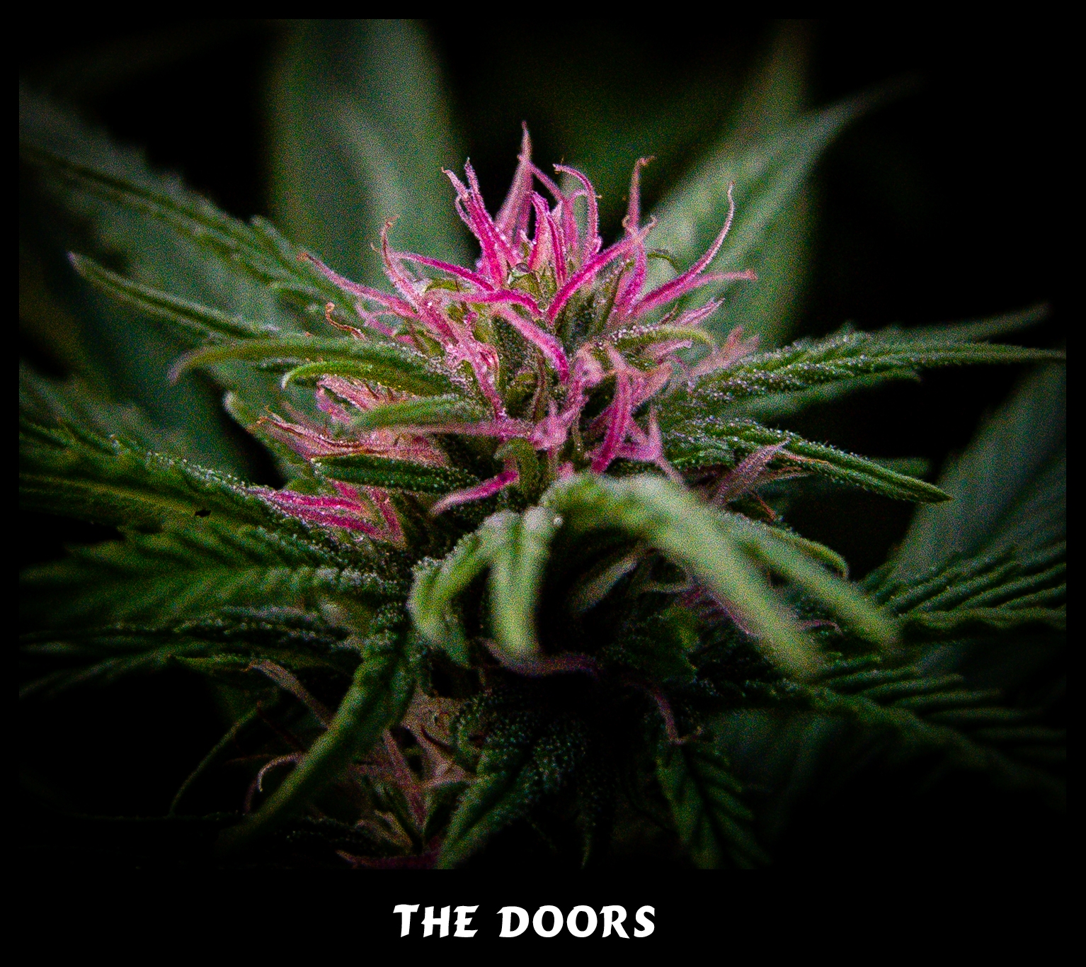 The Doors Cannabis Seeds