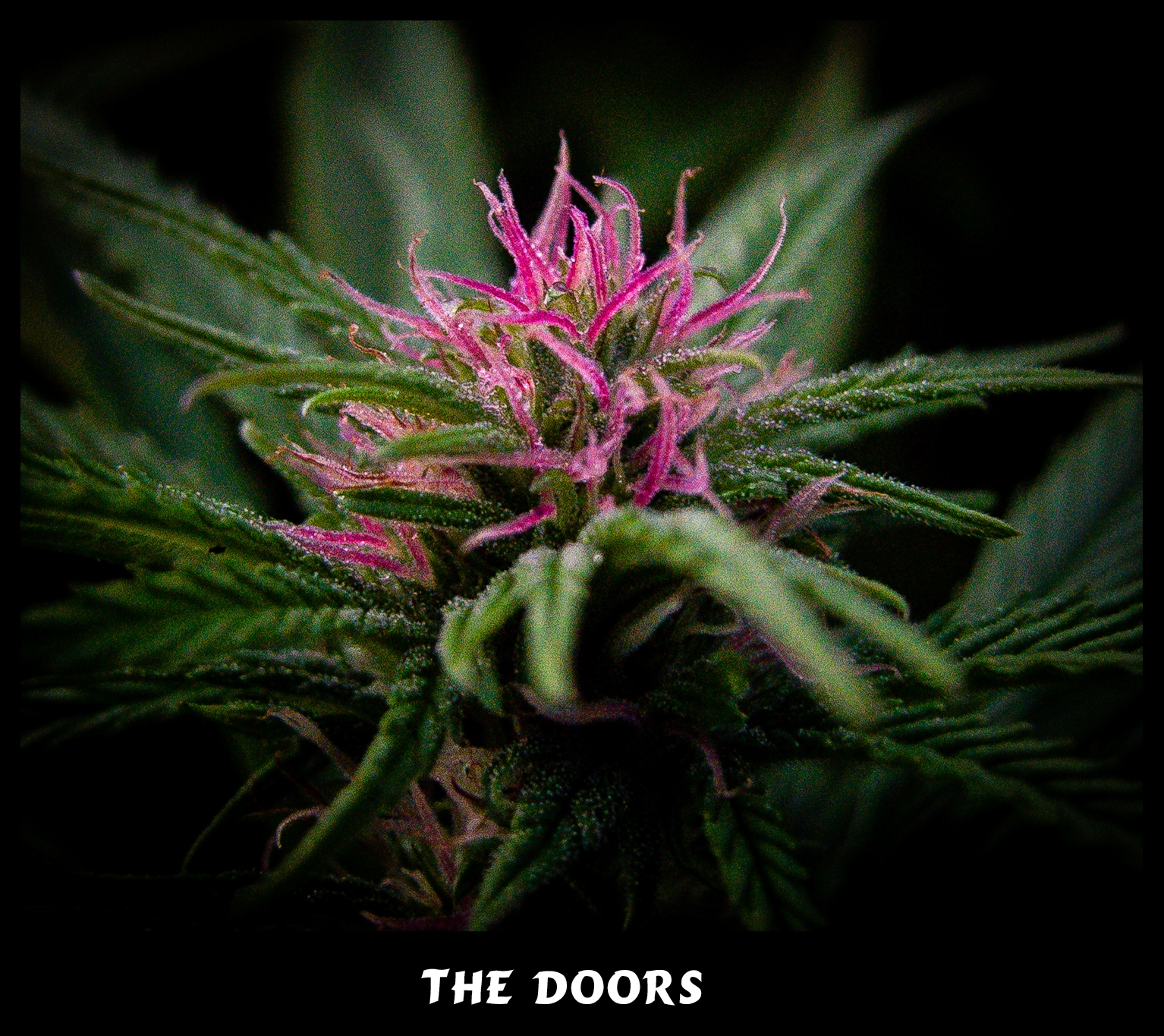 The Doors Cannabis Seeds