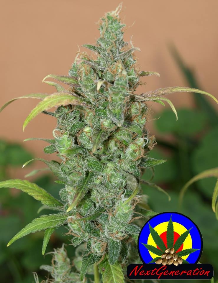 Auto AK Cannabis Seeds