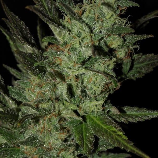 Auto Grapefruit Haze Cannabis Seeds