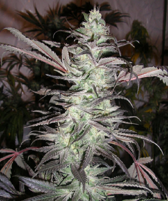 BC Big Bang Cannabis Seeds