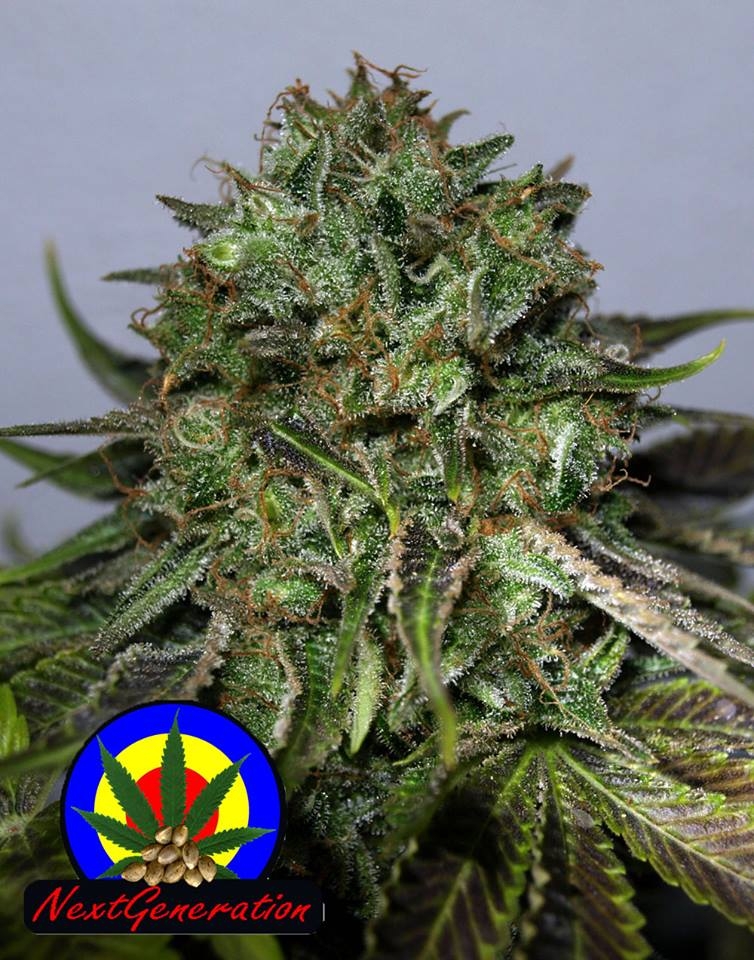BC Blueberry OG Cannabis Seeds