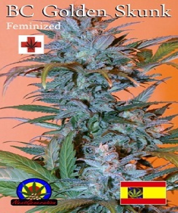 BC Golden Skunk Cannabis Seeds