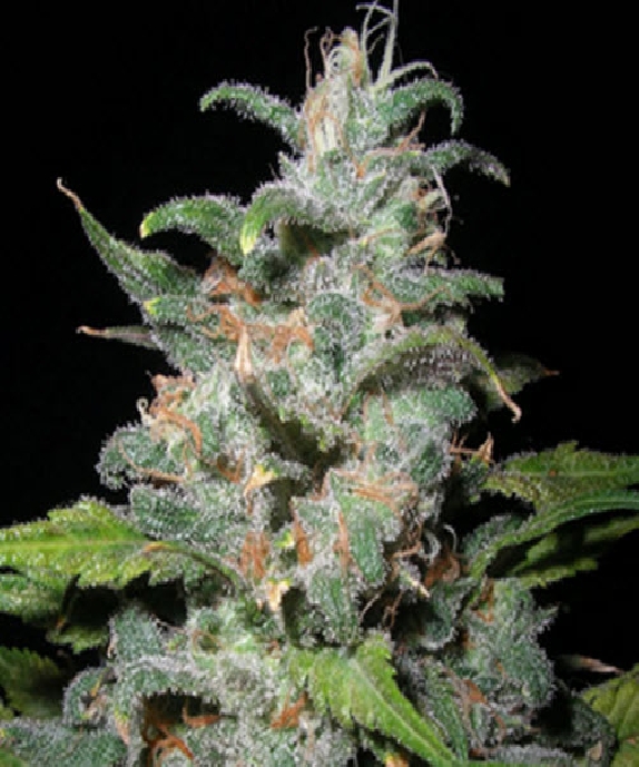 Blue Dynamite Cannabis Seeds