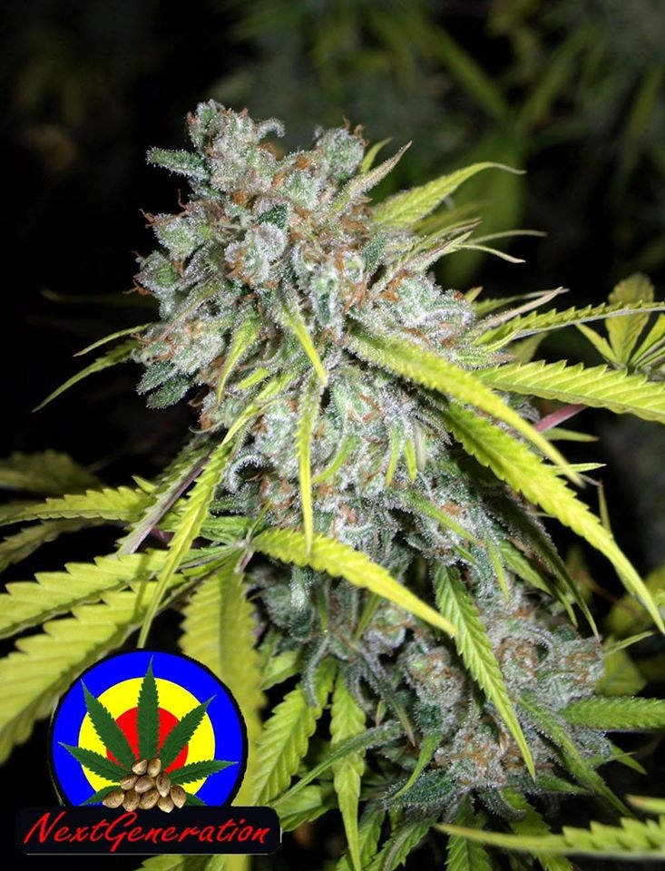 Critical Magic Cannabis Seeds