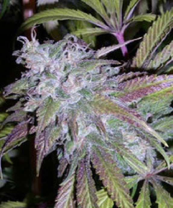 Dynamite Automatic Cannabis Seeds