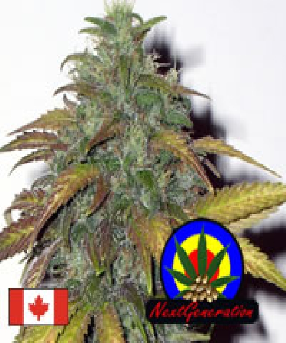 Dynamite Cannabis Seeds
