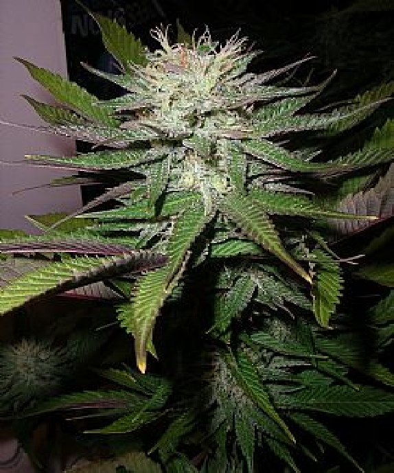 Grapefruit Diesel Cannabis Seeds