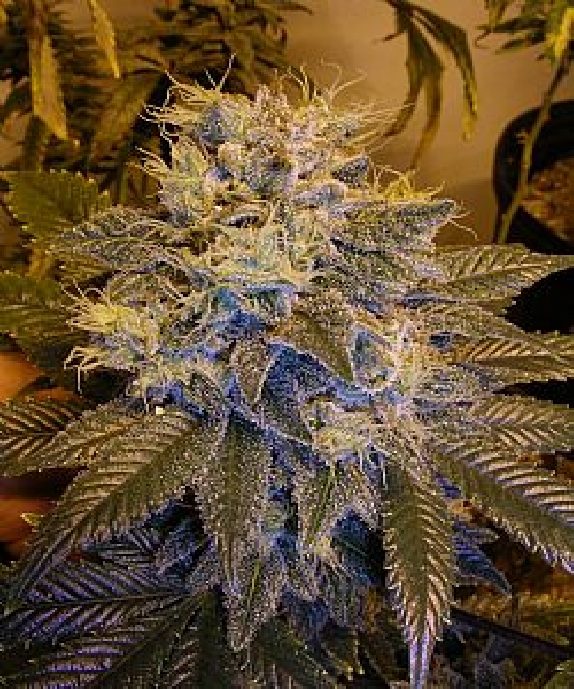 Grapefruit Kush Cannabis Seeds