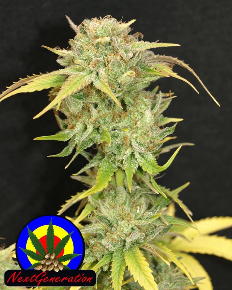 Kiwi Kush Cannabis Seeds